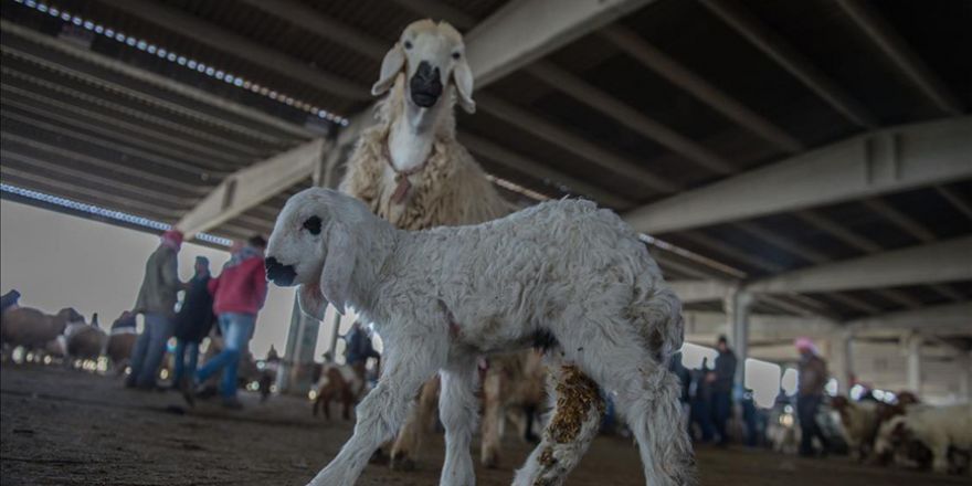 Besicinin "umudu" kuzular görücüye çıktı