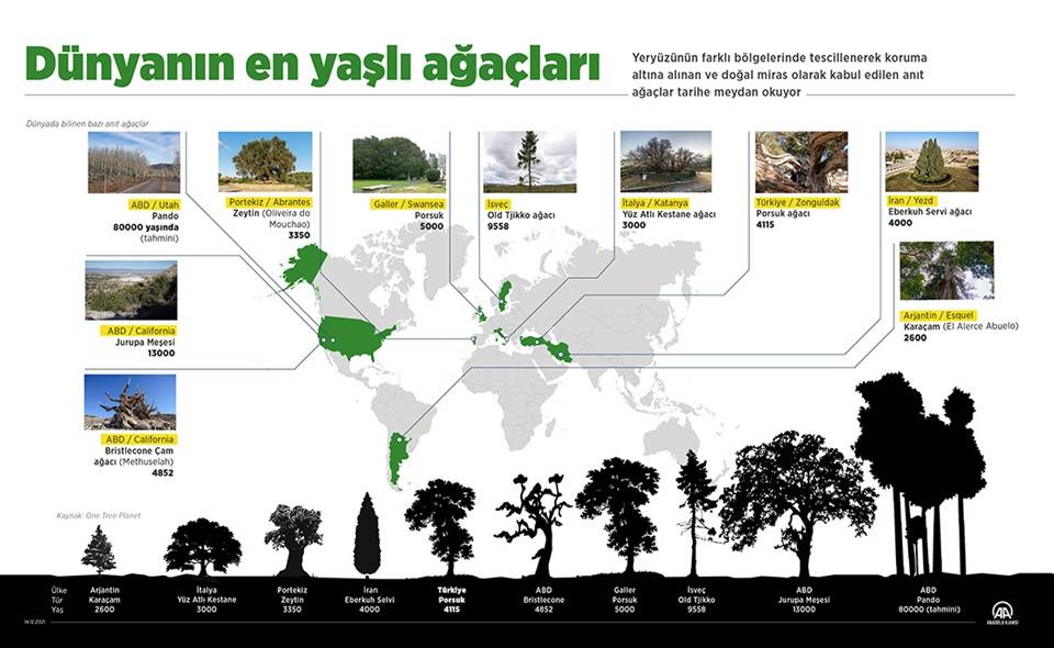 Dünyanın çeşitli bölgelerindeki anıt ağaçlar tarihe tanıklık ediyor 1