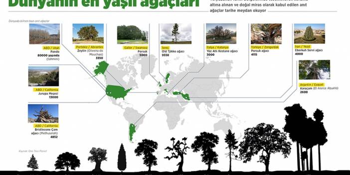 Dünyanın çeşitli bölgelerindeki anıt ağaçlar tarihe tanıklık ediyor