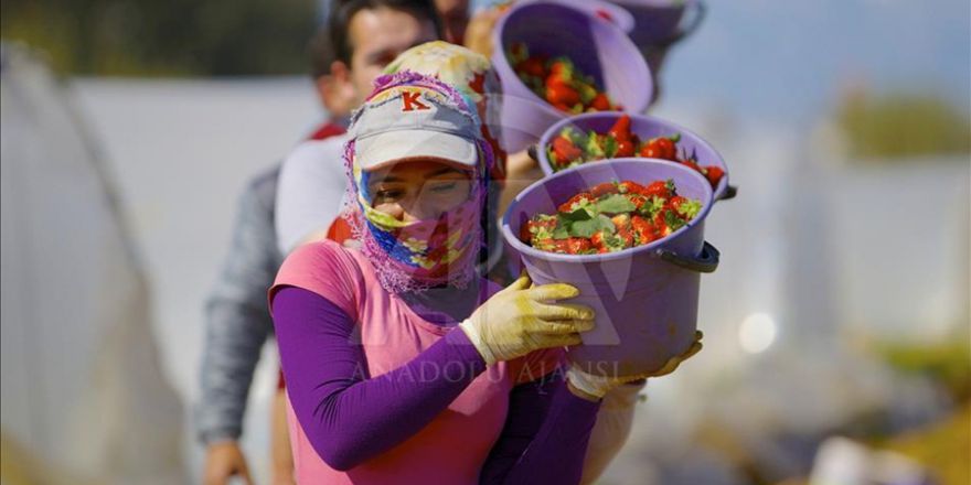 Çilek hem çiftçinin hem komisyoncunun yüzünü güldürdü