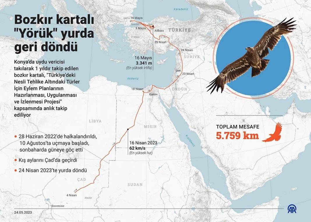 Bozkır kartalı "Yörük" yurda geri döndü 1