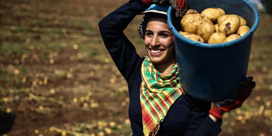 Kavurucu sıcak altında tarlada ekmek mücadelesi