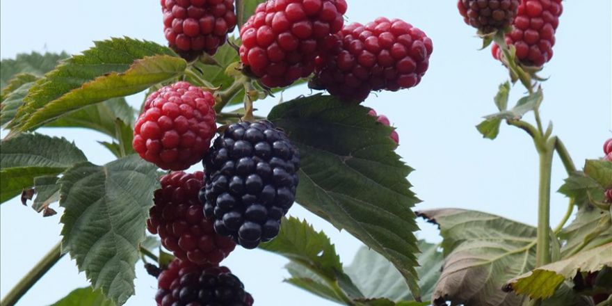 Mersin'de açık alanda böğürtlen hasadı başladı