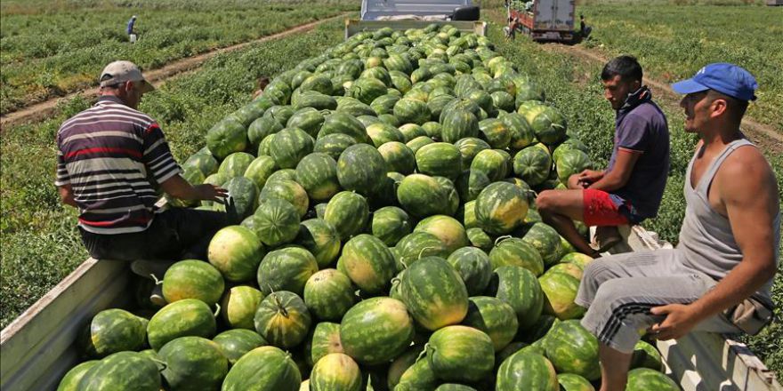 'Adana karpuzu' tarlada 15 kuruşa kadar düştü