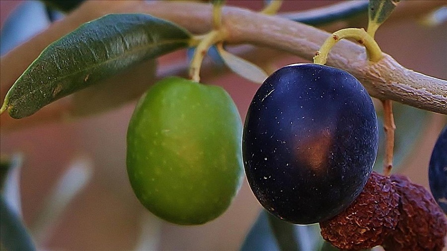 ‘3. Geleneksel Gömeç Zeytin Hasat Şenliği’ 1