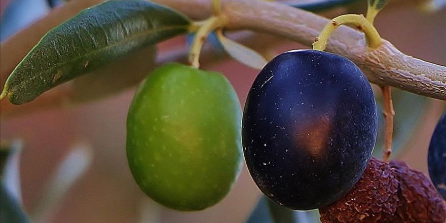 ‘3. Geleneksel Gömeç Zeytin Hasat Şenliği’