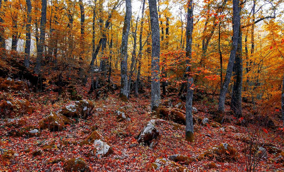 Istranca Ormanları’nda Sonbahar.. 1