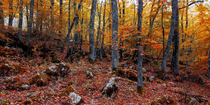 Istranca Ormanları’nda Sonbahar..