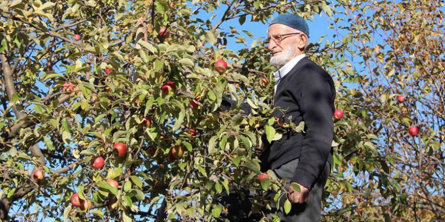 'Misket elması'nın kaybolmaması için fidanlarını ücretsiz dağıtıyor