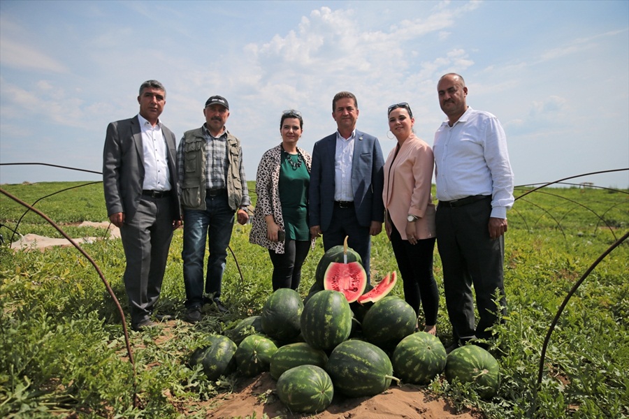 Adana'da 'ham karpuz timleri' iş başında 1