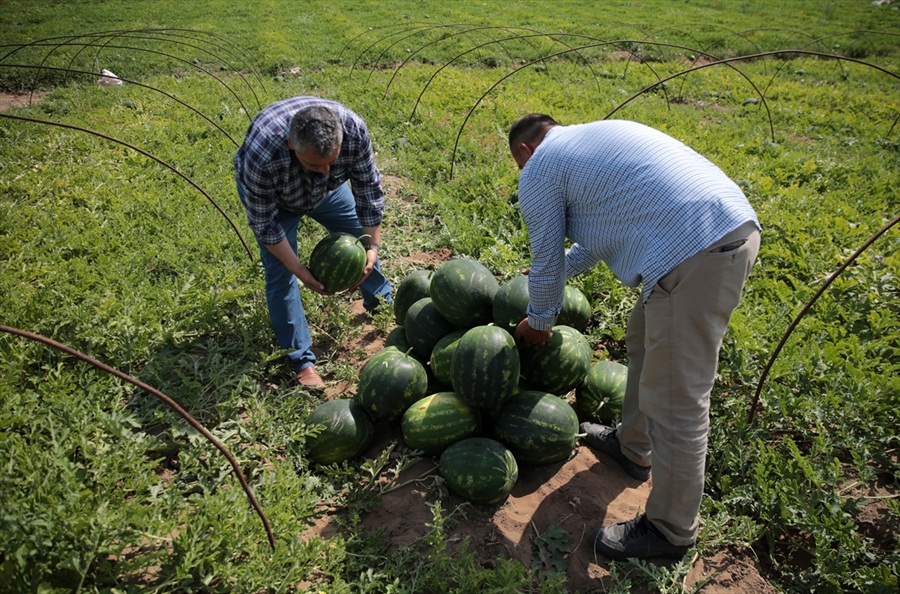 Adana'da 'ham karpuz timleri' iş başında 3