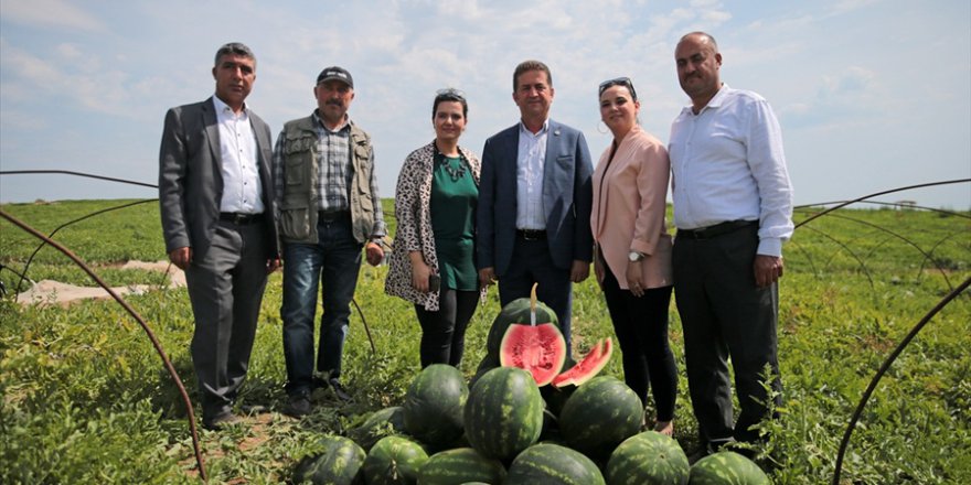 Adana'da 'ham karpuz timleri' iş başında