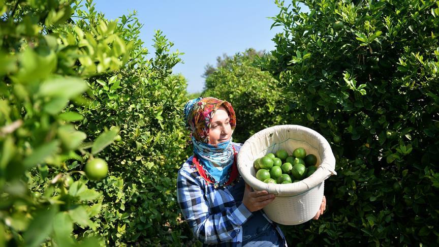 Limon hasadında yük kadınlarda 2