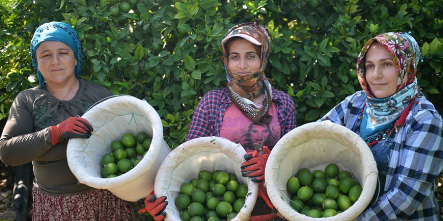 Limon hasadında yük kadınlarda