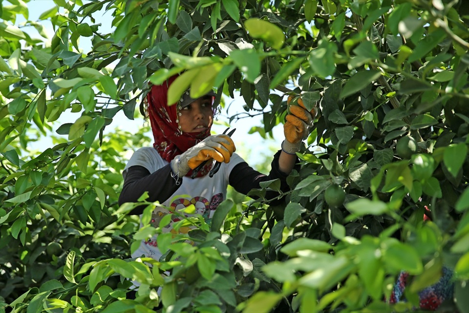 Çukurova'da limon verimi çiftçiyi mutlu etti 1