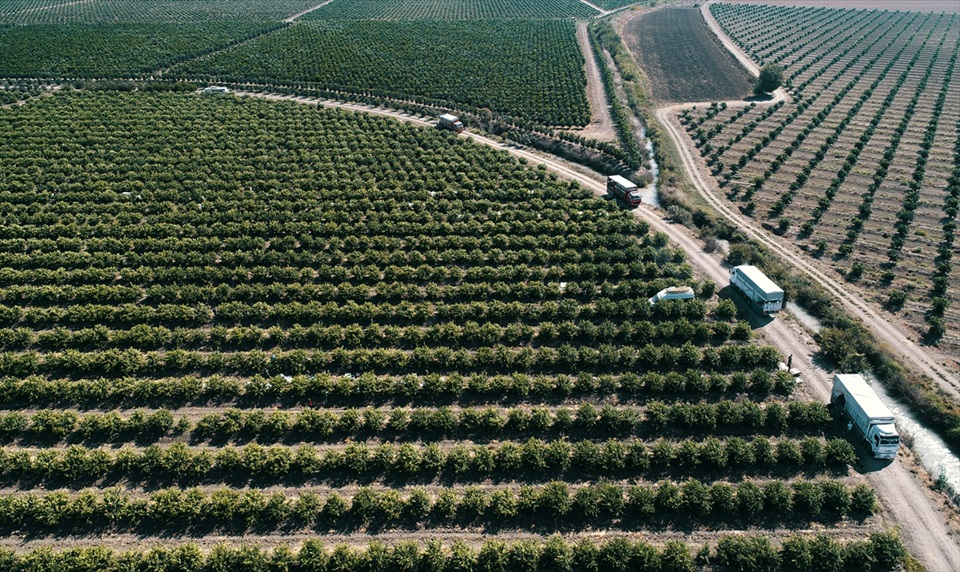 Çukurova'da limon verimi çiftçiyi mutlu etti 3