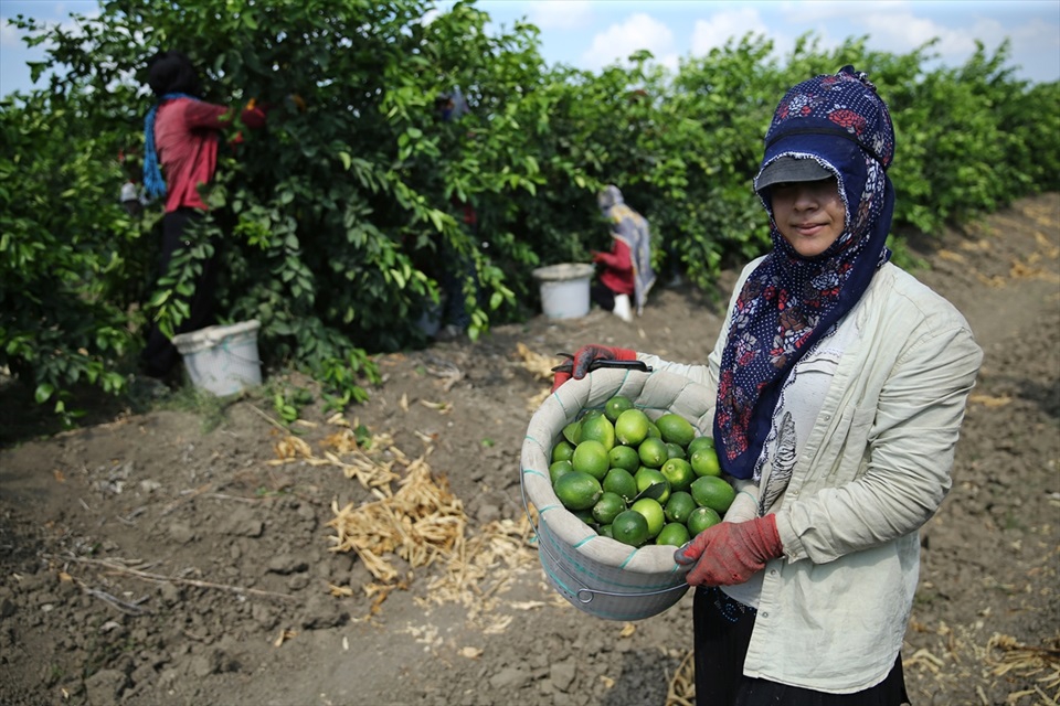 Çukurova'da limon verimi çiftçiyi mutlu etti 4