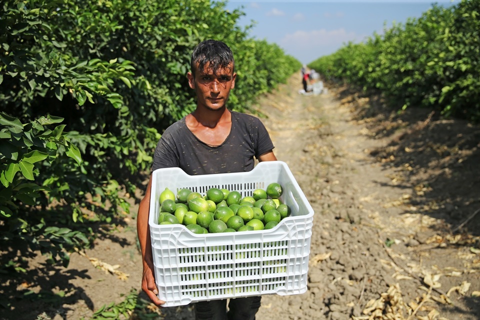 Çukurova'da limon verimi çiftçiyi mutlu etti 5