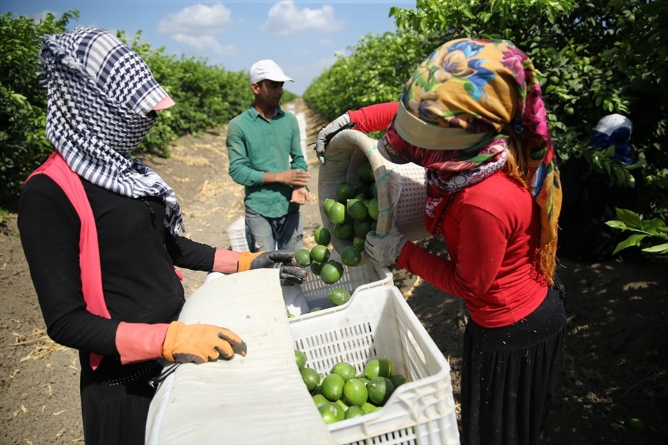 Çukurova'da limon verimi çiftçiyi mutlu etti 6