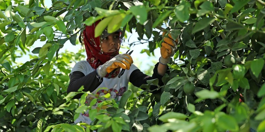 Çukurova'da limon verimi çiftçiyi mutlu etti