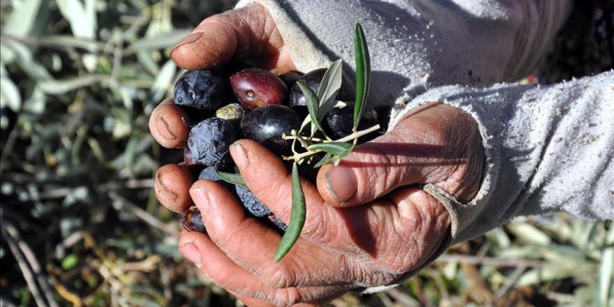 Muğla zeytini yaklaşık 3 bin yıldır sofralarda