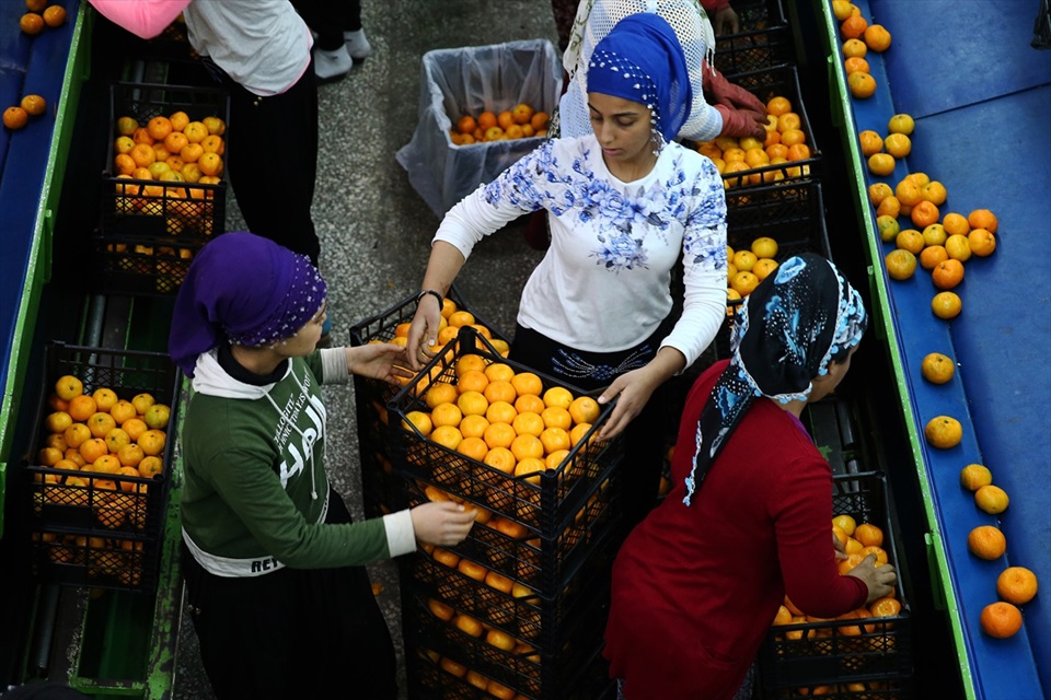 Adana'da narenciye hasadı yüz güldürüyor 1