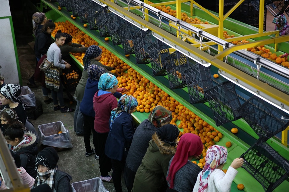 Adana'da narenciye hasadı yüz güldürüyor 10