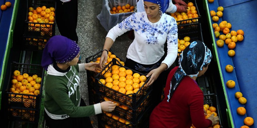 Adana'da narenciye hasadı yüz güldürüyor