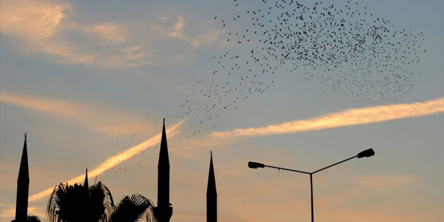 Adana'da sığırcıkların "dansı"