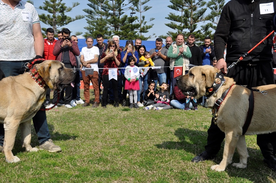 Milli takıma seçilecek yerli ırk köpekler için yarışma 1