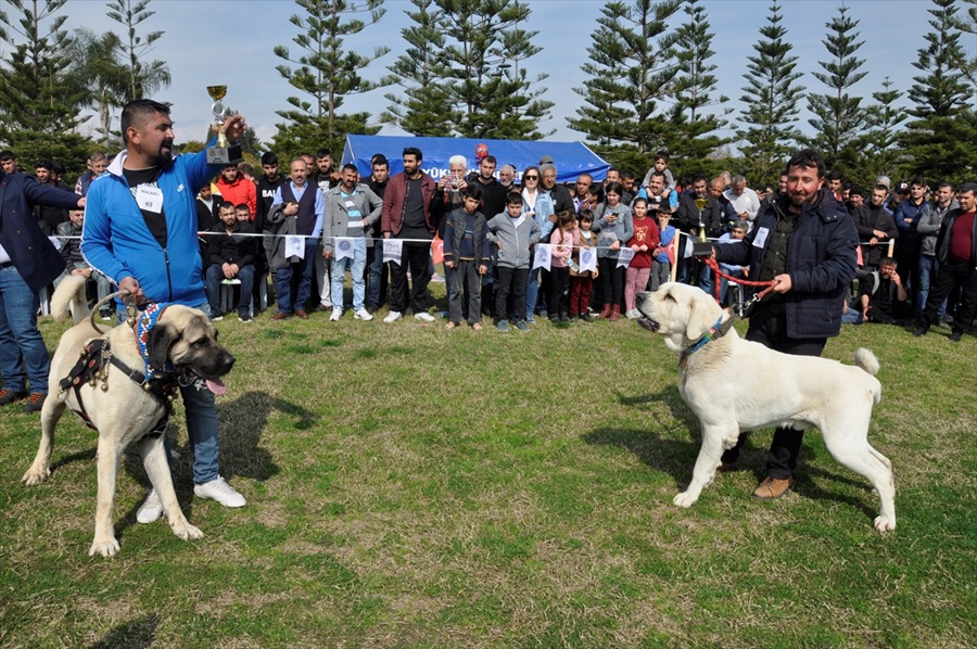 Milli takıma seçilecek yerli ırk köpekler için yarışma 10