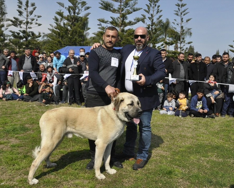 Milli takıma seçilecek yerli ırk köpekler için yarışma 11