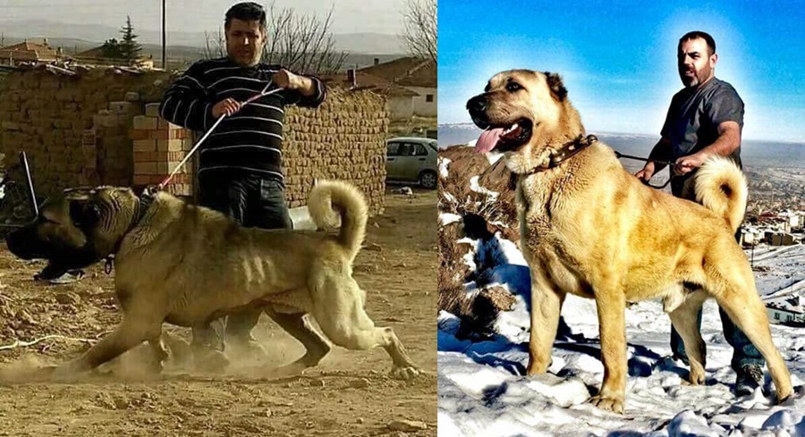 Milli takıma seçilecek yerli ırk köpekler için yarışma 12