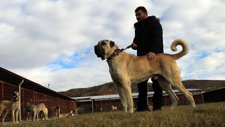 Milli takıma seçilecek yerli ırk köpekler için yarışma 2