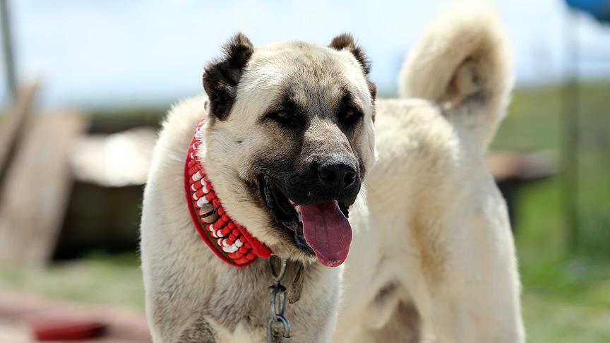 Milli takıma seçilecek yerli ırk köpekler için yarışma 3