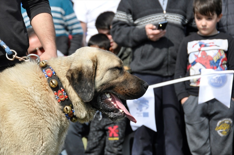 Milli takıma seçilecek yerli ırk köpekler için yarışma 5