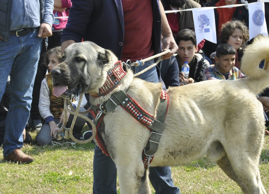 Milli takıma seçilecek yerli ırk köpekler için yarışma 6