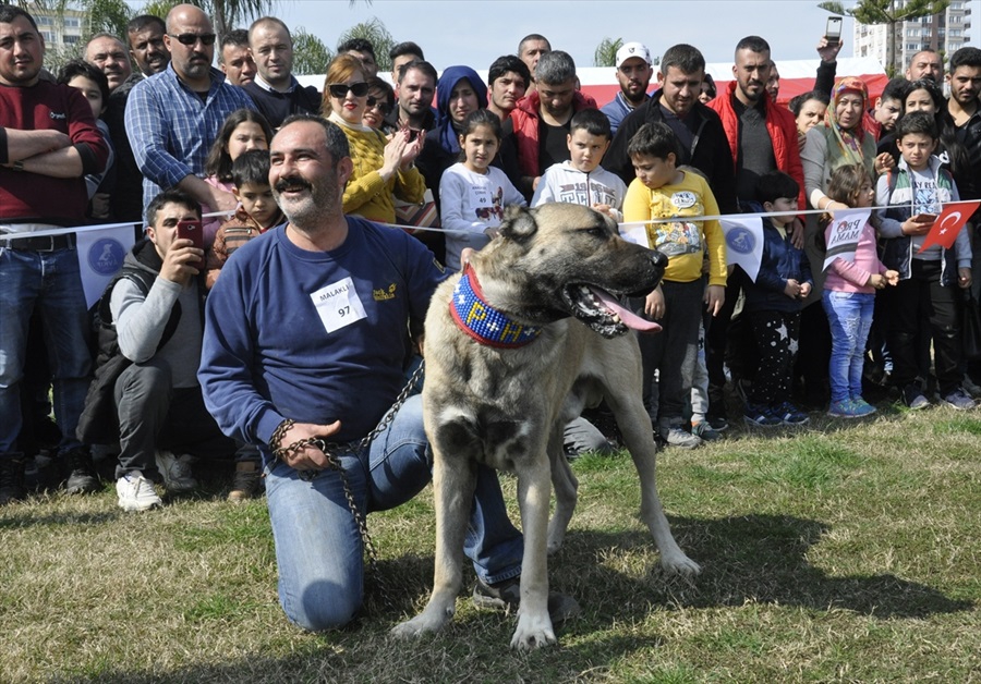 Milli takıma seçilecek yerli ırk köpekler için yarışma 7