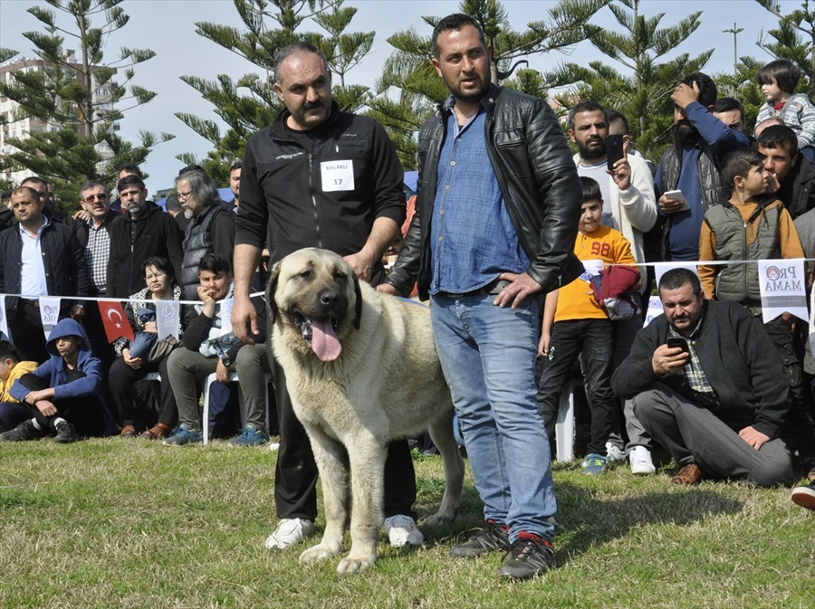 Milli takıma seçilecek yerli ırk köpekler için yarışma 8