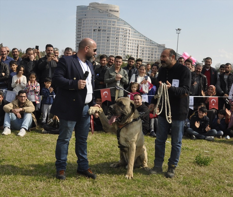 Milli takıma seçilecek yerli ırk köpekler için yarışma 9