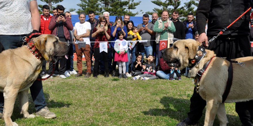 Milli takıma seçilecek yerli ırk köpekler için yarışma