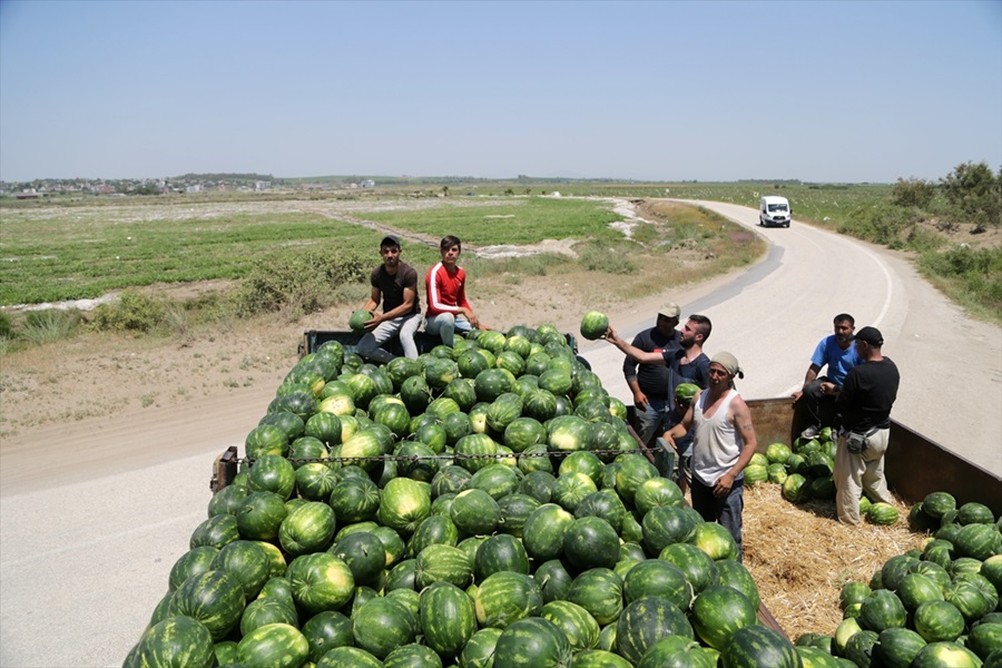 Adana karpuzunda hasat sevinci 13