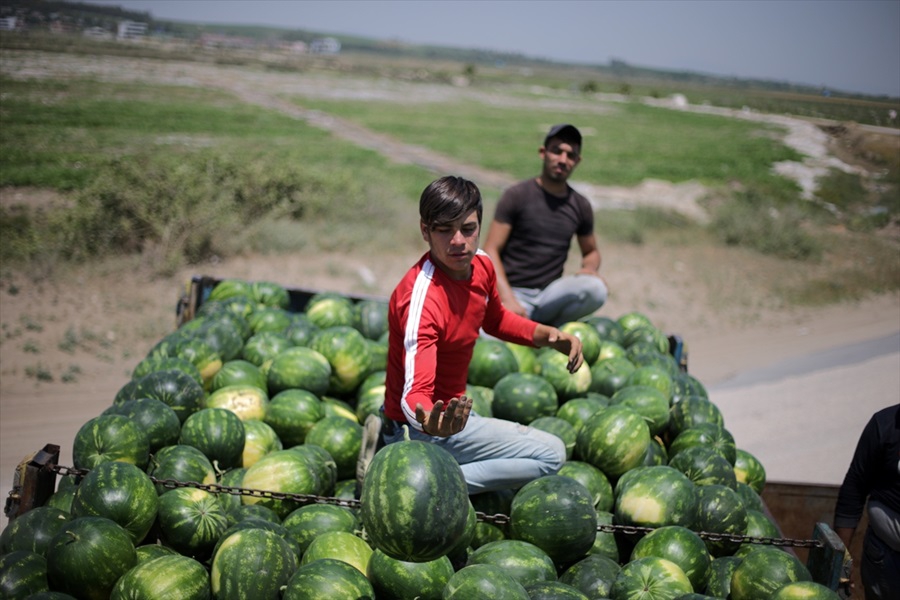 Adana karpuzunda hasat sevinci 14