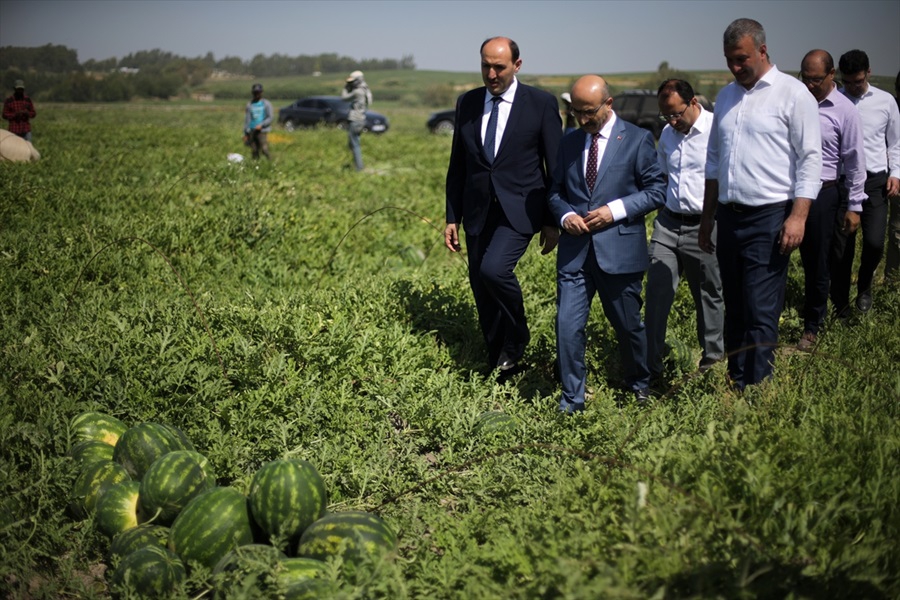 Adana karpuzunda hasat sevinci 18