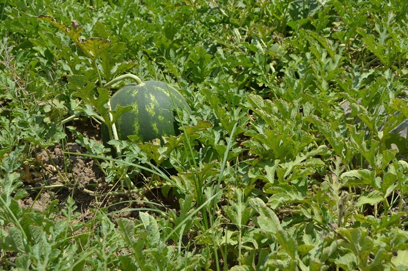 Adana karpuzunda hasat sevinci 2