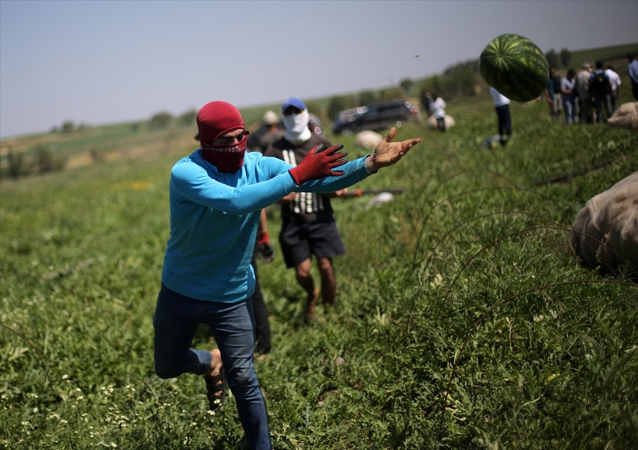 Adana karpuzunda hasat sevinci 20