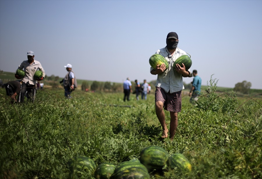 Adana karpuzunda hasat sevinci 21