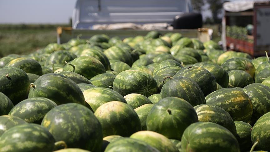 Adana karpuzunda hasat sevinci 3