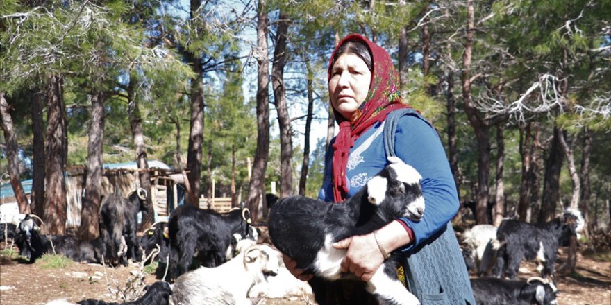 Sarıkeçili Yörükleri "en değerli varlıklarını" depremzedeler için bağışl