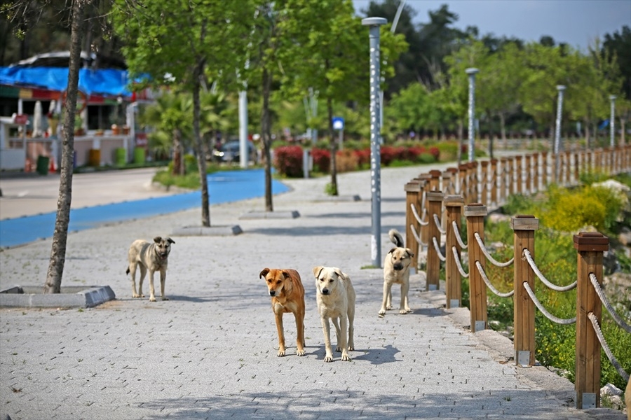 Adana'da koronavirüs önlemleri.. 6